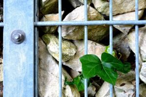 Sicht- und Lärmschutz im Garten: Vorteile eines Gabionenzauns - Bild: PIRO / Pixabay Sicht- und Lärmschutz im Garten: Vorteile eines Gabionenzauns - Bild: PIRO / Pixabay