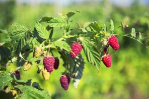 Effektiver Schutz für Ihren Garten: Wurzelsperre für Himbeeren richtig einsetzen - Bild: Vasilisa-Malinina / Pixabay Effektiver Schutz für Ihren Garten: Wurzelsperre für Himbeeren richtig einsetzen - Bild: Vasilisa-Malinina / Pixabay