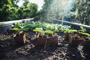 Hochbeet im Garten: Ein Garten-Traum in Reichweite - Bild: Markus Spiske / Unsplash Hochbeet im Garten: Ein Garten-Traum in Reichweite - Bild: Markus Spiske / Unsplash
