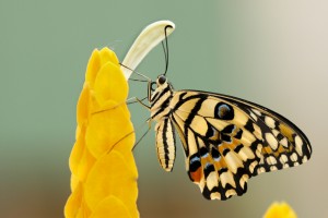 Schutzmaßnahmen gegen Insekten - wie die Quälgeister draußen bleiben - Bild: Boris Smokrovic auf Unsplash Schutzmaßnahmen gegen Insekten - wie die Quälgeister draußen bleiben - Bild: Boris Smokrovic auf Unsplash