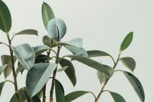 Der Begriff Pflanzenwachstum beschreibt den Prozess, bei dem Pflanzen ihre physische Struktur, Größe und Funktionen entwickeln. Der Begriff Pflanzenwachstum beschreibt den Prozess, bei dem Pflanzen ihre physische Struktur, Größe und Funktionen entwickeln.