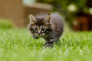 Eine Rasenfläche ist ein mit Gras bewachsener Bereich, der in der Regel gepflegt und regelmäßig gemäht wird. Eine Rasenfläche ist ein mit Gras bewachsener Bereich, der in der Regel gepflegt und regelmäßig gemäht wird.