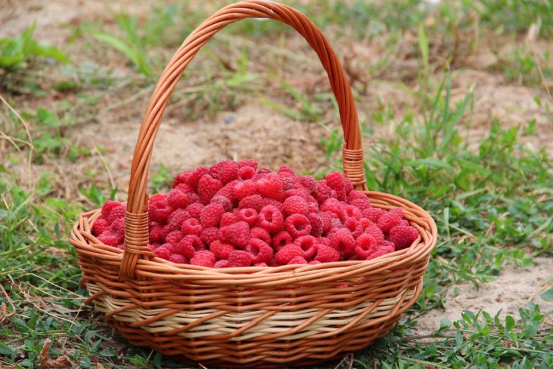 Eine Wurzelsperre f&uuml;r Himbeeren ist unverzichtbar, um ein gesundes Wachstum der Str&auml;ucher zu gew&auml;hrleisten