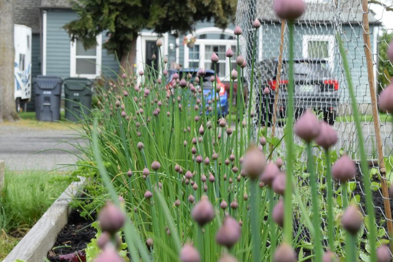 Hochbeet richtig bef&uuml;llen: Clever schichten f&uuml;r beste Wachstumsbedingungen